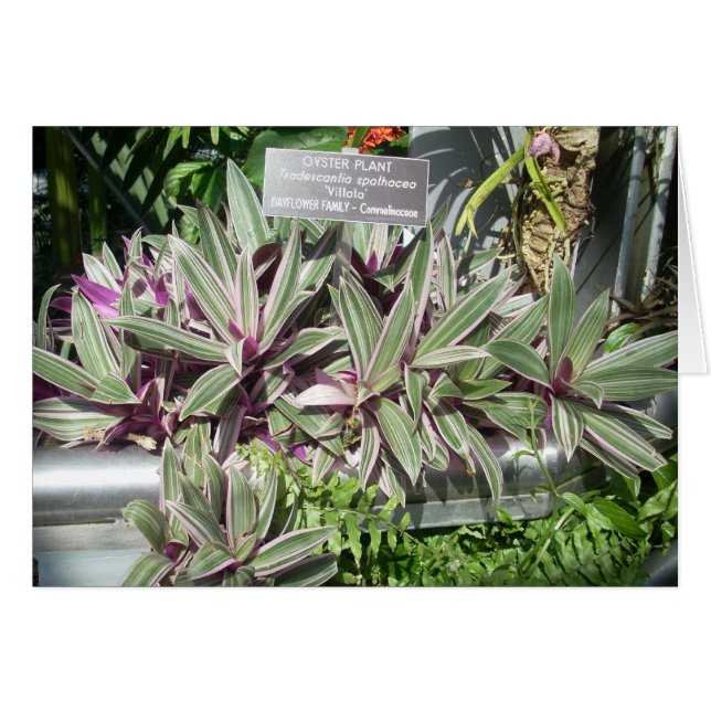 Greenhouse Blume Eleven (Vorderseite (Horizontal))