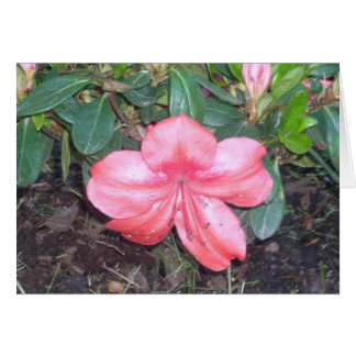 Greenhouse-Blume Nr.