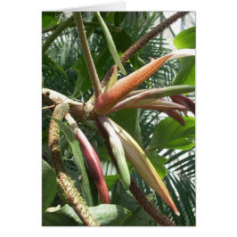 Greenhouse-Blume Nr.