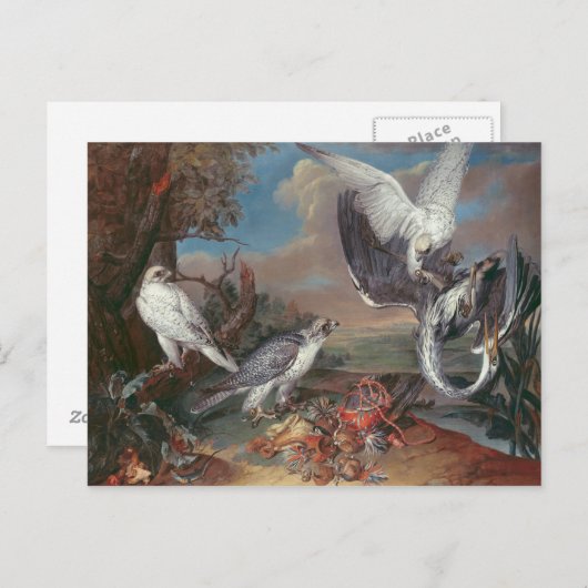 Greenland Cyr Falcons Postkarte (Vorne/Hinten)