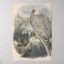 Greenland Falcon Dark Race Bird