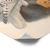 Greenland Falcon Light Race Bird Poster (Ecke)