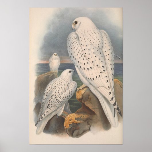 Greenland Falcon Light Race Bird Poster (Vorne)