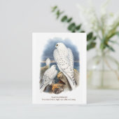 Greenland Falcon Postkarte (Stehend Vorderseite)