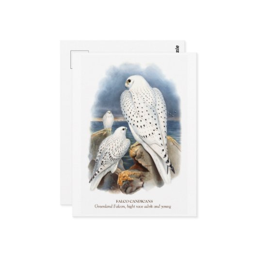 Greenland Falcon Postkarte (Vorderseite/Rückseite Beispiel)