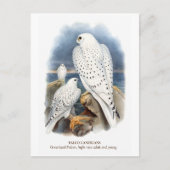 Greenland Falcon Postkarte (Vorderseite)
