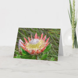 Greeting Card - Beautiful Protea in Cape Town Karte