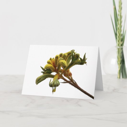 Greeting Card - Kangaroo Paw Karte (Vorderseite)