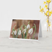 greeting card snowdrop without text karte (Gelbe Blume)
