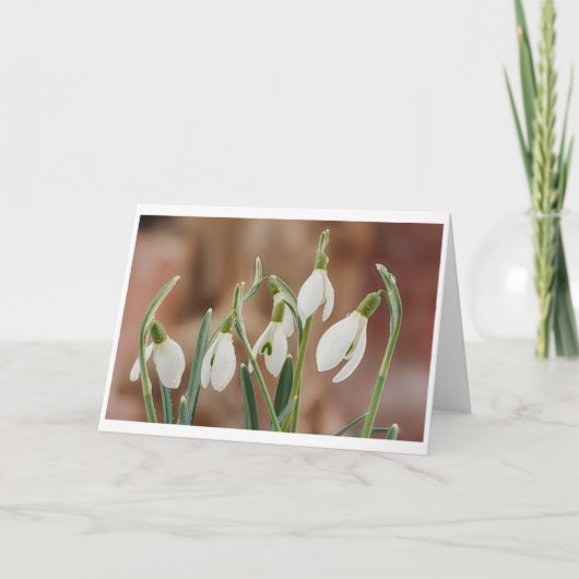 greeting card snowdrop without text karte (Vorderseite)