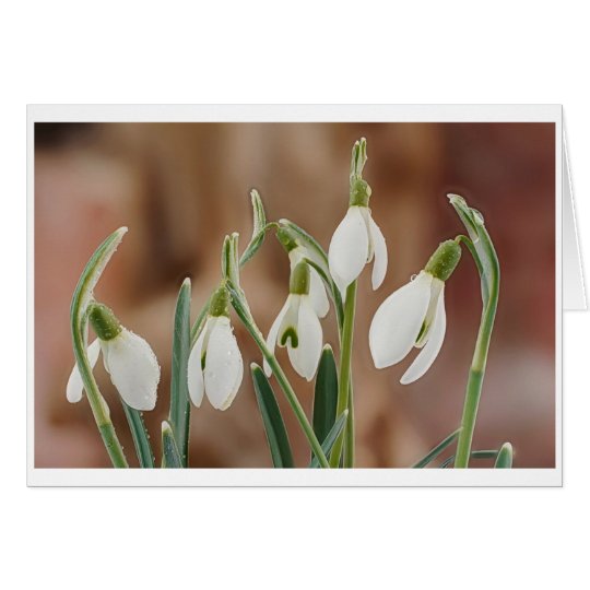 greeting card snowdrop without text karte