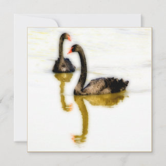 Greeting Card with two black swans on water Karte