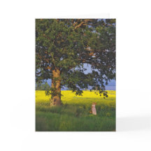 GREETING CARDS   NORTH HERO VERMONT