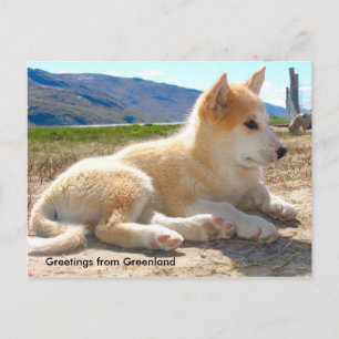 Greetings from Greenland 12 Postkarte