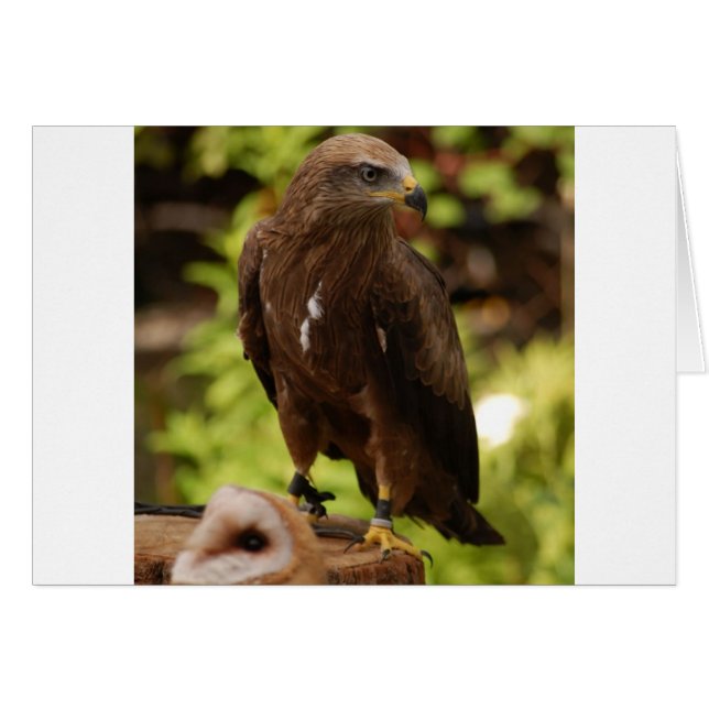 Greifvögel (Vorderseite (Horizontal))