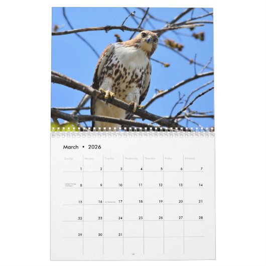 Greifvögel-Kalender Kalender (Mär 2026)