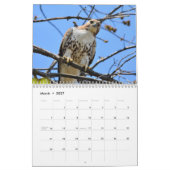Greifvögel-Kalender Kalender (Mär 2027)