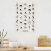 Greifvögel - Naturalist's Library Poster (Küche)