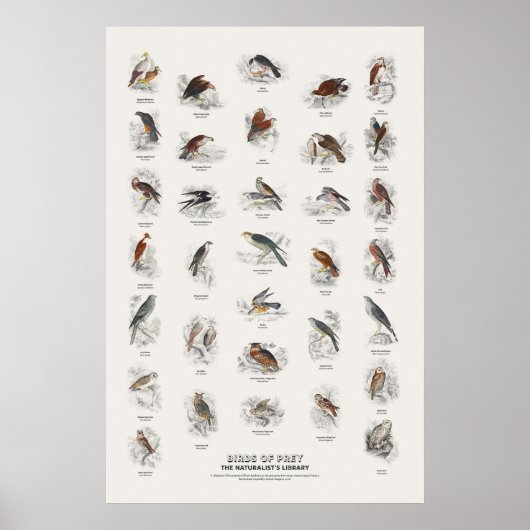 Greifvögel - Naturalist's Library Poster (Vorne)