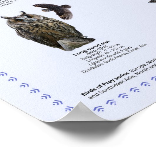 Greifvögel - Nordamerika Poster (Ecke)