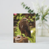 Greifvögel Postkarte (Stehend Vorderseite)