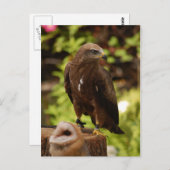 Greifvögel Postkarte (Vorne/Hinten)