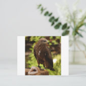 Greifvögel Postkarte (Stehend Vorderseite)