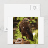 Greifvögel Postkarte (Vorne/Hinten)