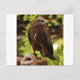 Greifvögel Postkarte