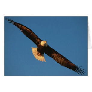Greifvogel, Weißkopfseeadler im Flug, Kachemak