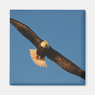 Greifvogel, Weißkopfseeadler im Flug, Kachemak Magnet