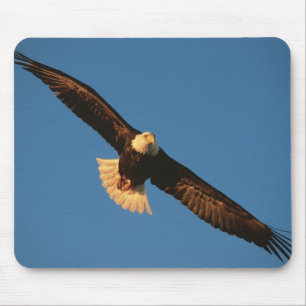 Greifvogel, Weißkopfseeadler im Flug, Kachemak Mousepad