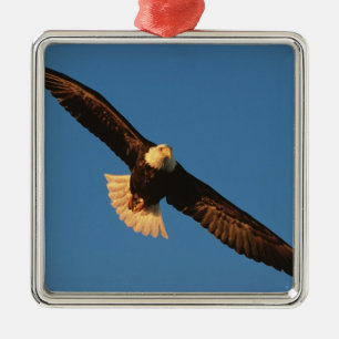 Greifvogel, Weißkopfseeadler im Flug, Kachemak Ornament Aus Metall