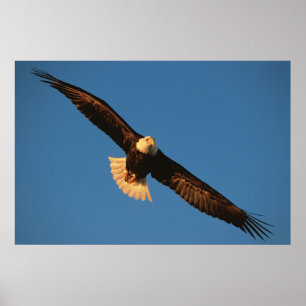 Greifvogel, Weißkopfseeadler im Flug, Kachemak Poster