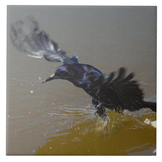 Greifvogelkeule in Wasserkeile Fliese (Vorderseite)