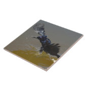 Greifvogelkeule in Wasserkeile Fliese (Seite)