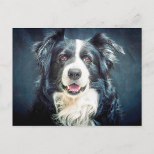Grenz-Collie-Hund-Portrait Postkarte