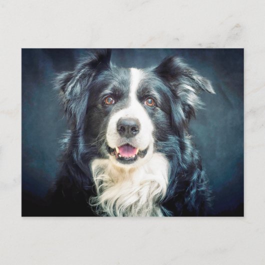 Grenz-Collie-Hund-Portrait Postkarte (Vorderseite)
