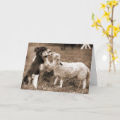 Grenz-Collie und Lamb~Fotokarte Karte (Gelbe Blume)