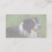 Grenz-Collie Visitenkarte (Rückseite)