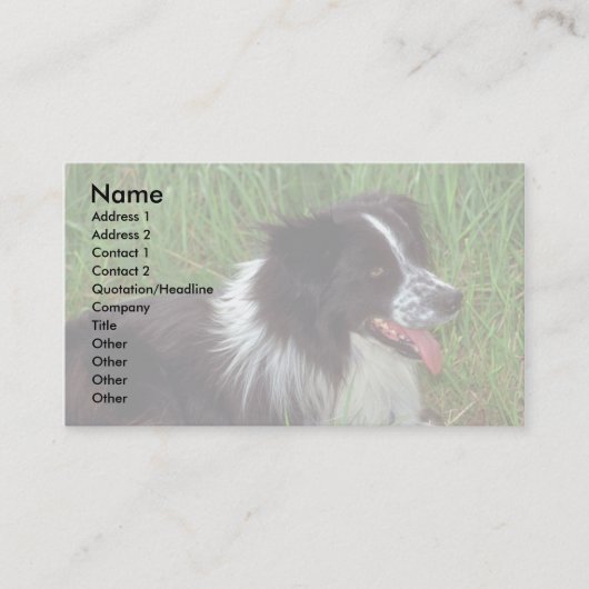 Grenz-Collie Visitenkarte (Vorderseite)