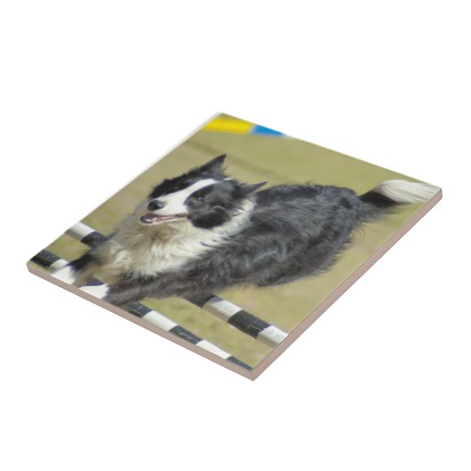 Grenzcollie-Agility-Fliese Fliese (Seite)