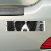 Grenzcollie-Autoaufkleber Autoaufkleber (Auf Auto)