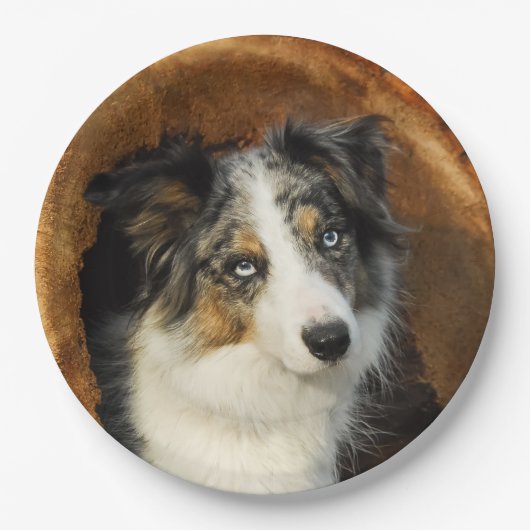 Grenzcollie blaues Merle Hundeporträt, glückliches Pappteller (Vorderseite)