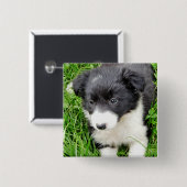 GRENZCOLLIE BUTTON (Vorne & Hinten)