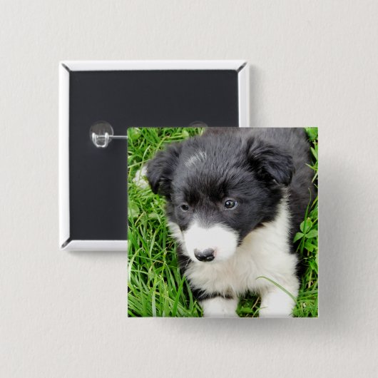 GRENZCOLLIE BUTTON (Vorne & Hinten)