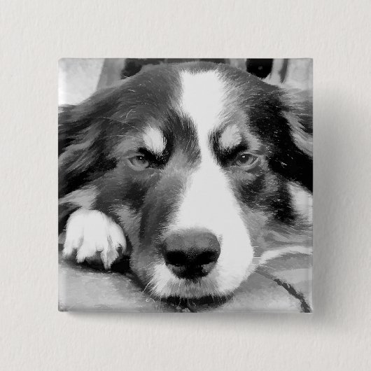 GRENZCOLLIE BUTTON (Vorderseite)