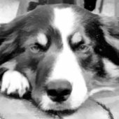 GRENZCOLLIE Case-Mate iPhone HÜLLE