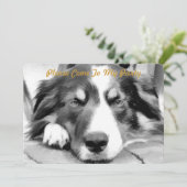 GRENZCOLLIE EINLADUNG (Stehend Vorderseite)