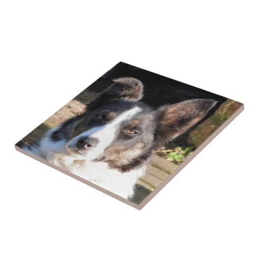 GRENZCOLLIE FLIESE (Seite)